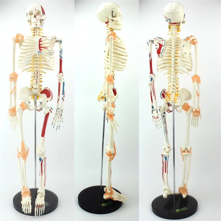 Medical Lab Upgrade - 【HOT】医療教育用高品質実物大人体アップグレード版骨格模型、筋肉と靭帯付き、高さ170cm