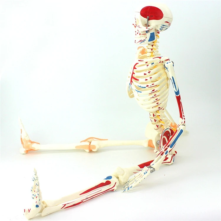 【HOT】医療教育用高品質実物大人体アップグレード版骨格模型 - Medical Lab Upgrade のレビューと価格