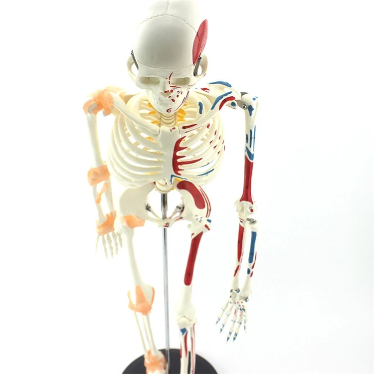 【HOT】医療教育用高品質実物大人体アップグレード版骨格模型 - Medical Lab Upgrade のレビューと価格